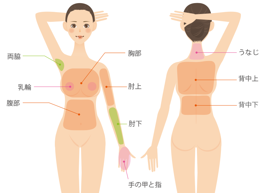 上半身の脱毛部位