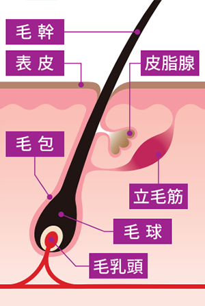 レーザー脱毛の仕組み 治療前